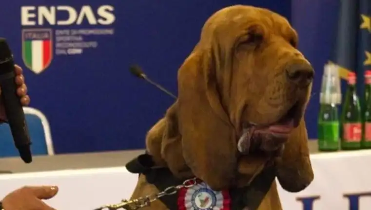 Arama Köpeğine Yapılan Suikast: Çivili Sosisle Yaşamına Son Verildi