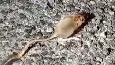 Tunceli'de Nadir Görülen Arap Tavşanı Hayranlıkla İzleniyor!