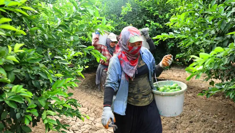 Marketlerdeki Patates Fiyatları Çökmeye Başladı: Nedenleri ve Son Gelişmeler