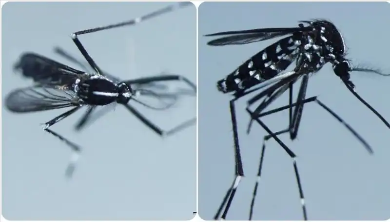 Chikungunya Virüsü: Belirtileri ve Etkili Ülkeleri Hakkında Bilmeniz Gerekenler