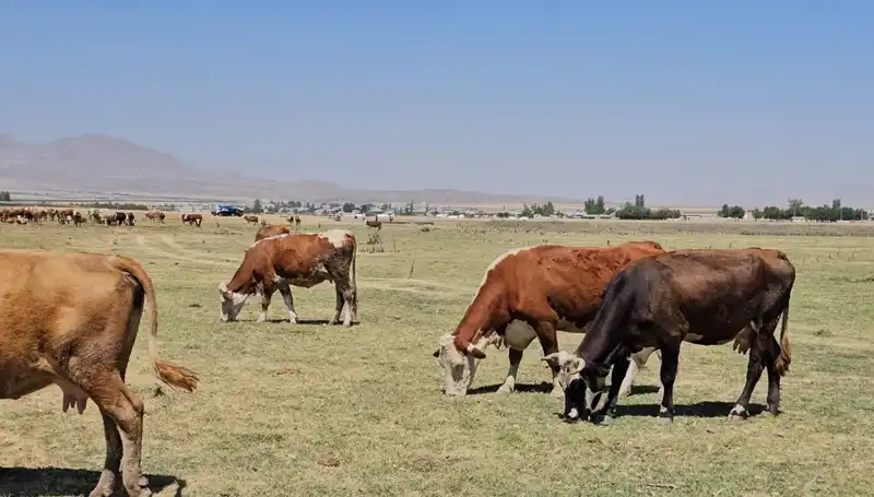 Arin Gölü Kurudu: Su Krizi Kapıda mı?