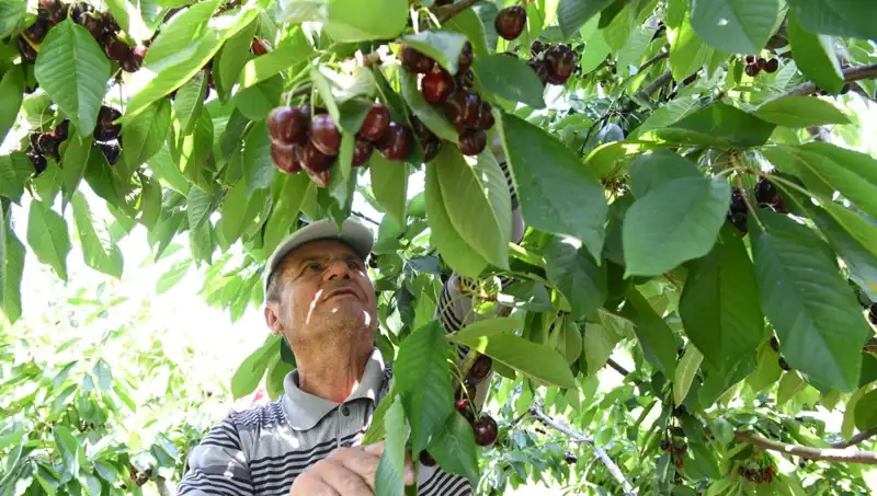 Lapseki'nin Devasa Balığı: Çay Bardağına Sığmayan Eşsiz Canlı
