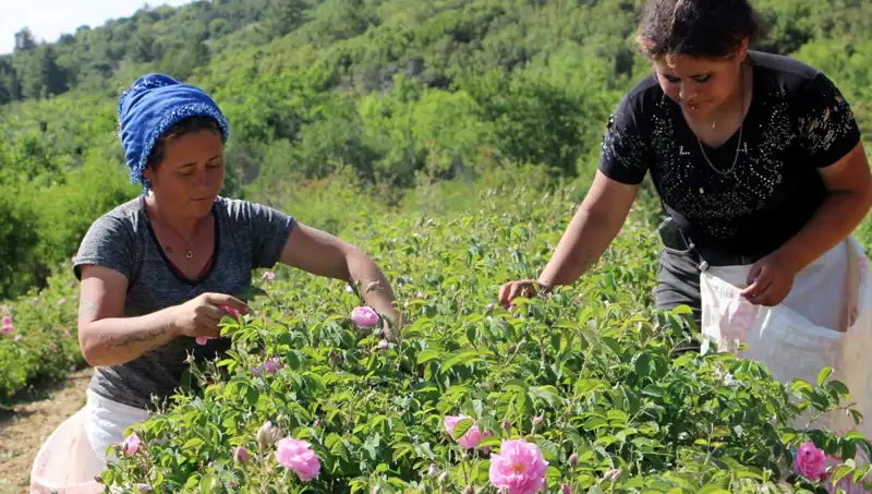 Zirai Don, Tarım Ürünlerine Darbe Vurdu: Gül Hasadı Tehlikede!