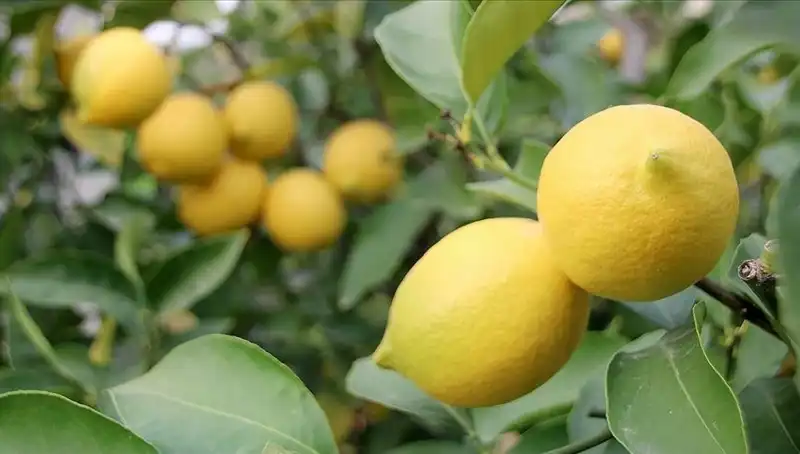 Limon Fiyatları Uçtu: Marketlerde Adet Fiyatı 24 Liraya Dayandı!