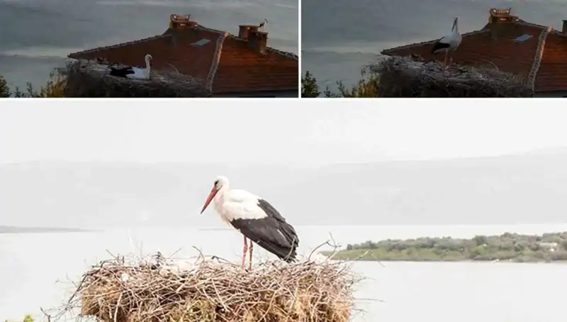 Yaren Adlı Leylek Depremi Önceden Nasıl Hissetti? Bilim Dünyası Konuşuyor!