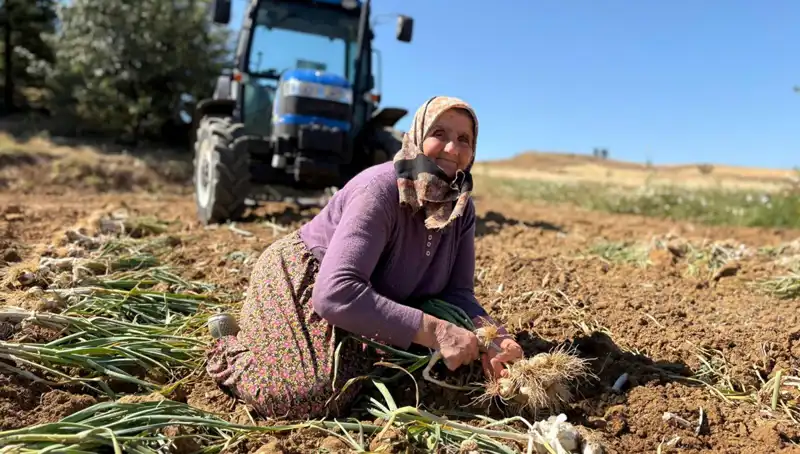 Selenyum Zengini Varlıktan Yılda 1 Milyon Lira Kazanmak Mümkün: İşte Detaylar