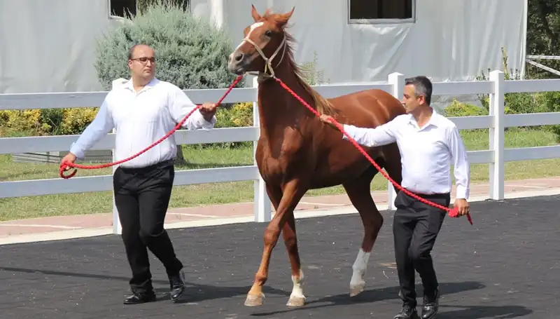 Taşkın Kral: Dört Koldan Geliyor, Rekorları Zorluyor!