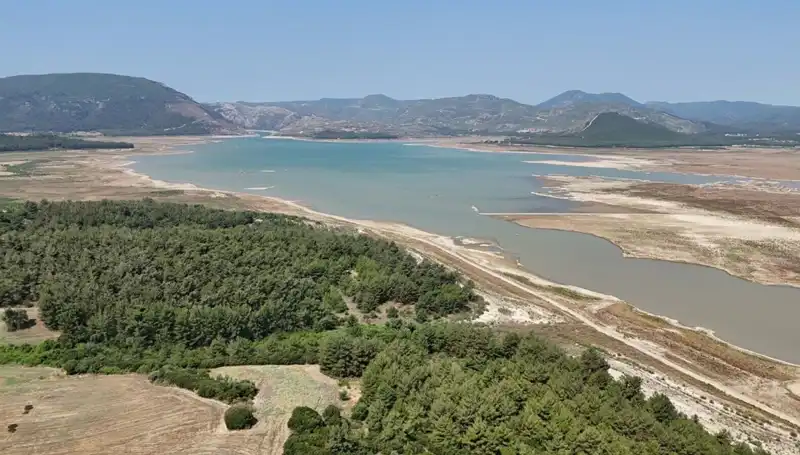 İzmir'de Tehlike Çanları: Yüzde 50 Düşüşün Ardındaki Gizem