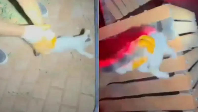 İtfaiye Ekibi Gece Yarısı Kediyi Kurtarma Operasyonu Düzenledi