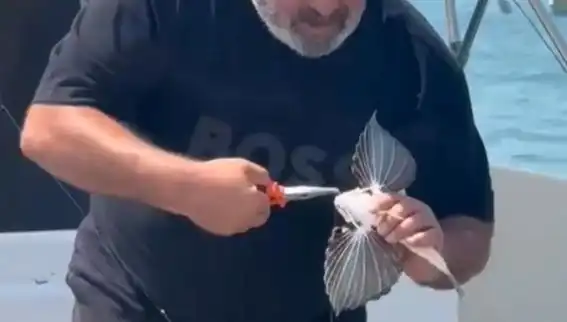 Saros Koyları'nda Nadir Görülen Kırlangıç Balığı Yakalandı!