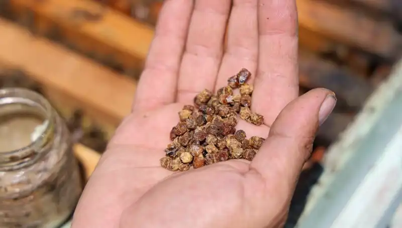 Çöpten Sofralara: Protein Zengini Besin Artık 3 Bin TL!