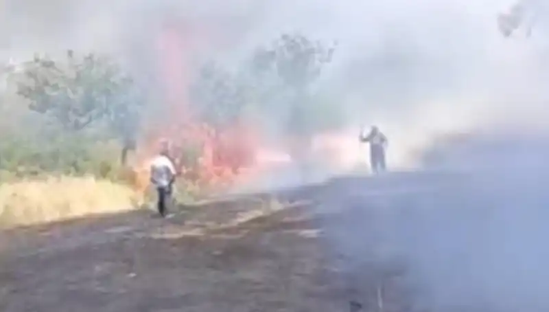 Çay Hasadı İçin Yakılan Ateş, Fıstık Ağaçlarına Zarar Verdi