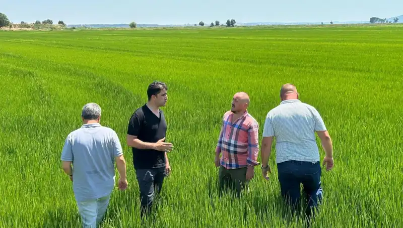 Çeltik Çiftçileri Rekor Hasat İçin Gün Sayıyor: Yeşil Deniz Görsel Şölene Dönüştü